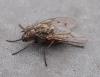 Phaonia tuguriorum